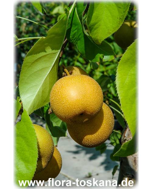 Apfelbirne Pyrus Asiatische var. FLORA Nashi, Asienbirne, TOSKANA | culta Nashi-Birne, pyrifolia -