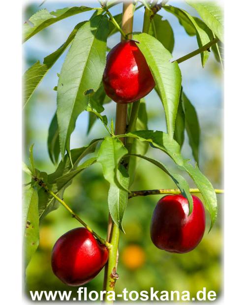 Prunus persica ssp Nucipersia - Nektarine (Pflanze) | Nektarinenbaum