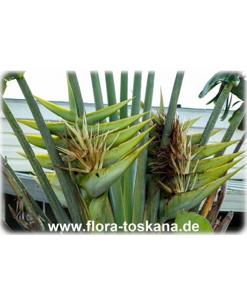 Ravenala madagascariensis  North Carolina Extension Gardener Plant Toolbox