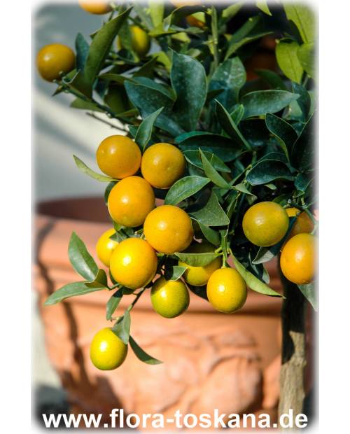 Fortunella japonica (Citrus) - Round Kumquat