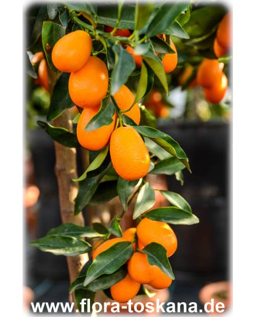 Fortunella margarita (Citrus) - Ovale Kumquat (Pflanze) | Zitrusbäumchen Kumquat