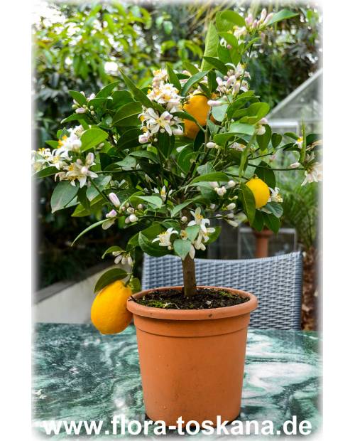 Citrus x meyeri - Meyer's Zitrone (Pflanze) | Meyer's Zitronenbaum | Zitronenbäumchen 'Meyeri'