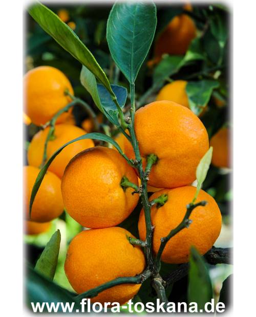 Citrus unshiu - Satsuma (Pflanze) | Satsumabaum