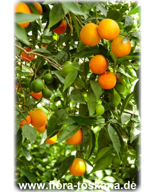 Citrus sinensis 'Vainiglia' - Süß-Orange | Orangenbaum | Orangenbäumchen
