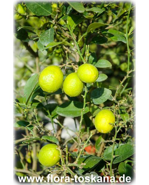 Citrus aurantiifolia - Echte Limette (Pflanze) | Mexikanische Limette | Saure Limette | Caipirinha Limette