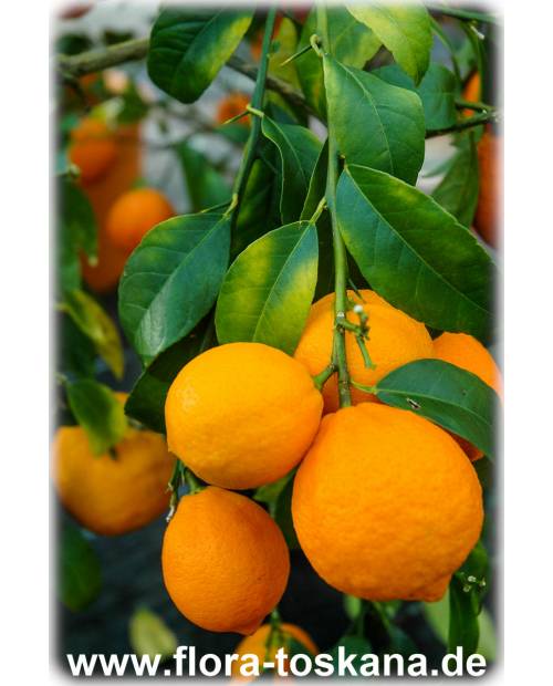 Citrus aurantiifolia 'Santa Barbara' - Saure Limette | Mexikanische Limette
