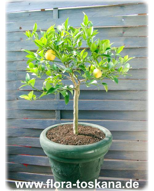 Citrus aurantiifolia x Fortunella margarita 'Limequat' - Limequat