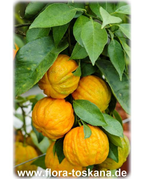 Citrus aurantium 'Consolei' - Sour Orange, Seville-Orange 