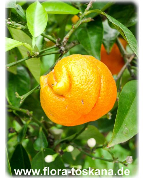 Citrus aurantium 'Corniculata' - Sour Orange, Seville-Orange 