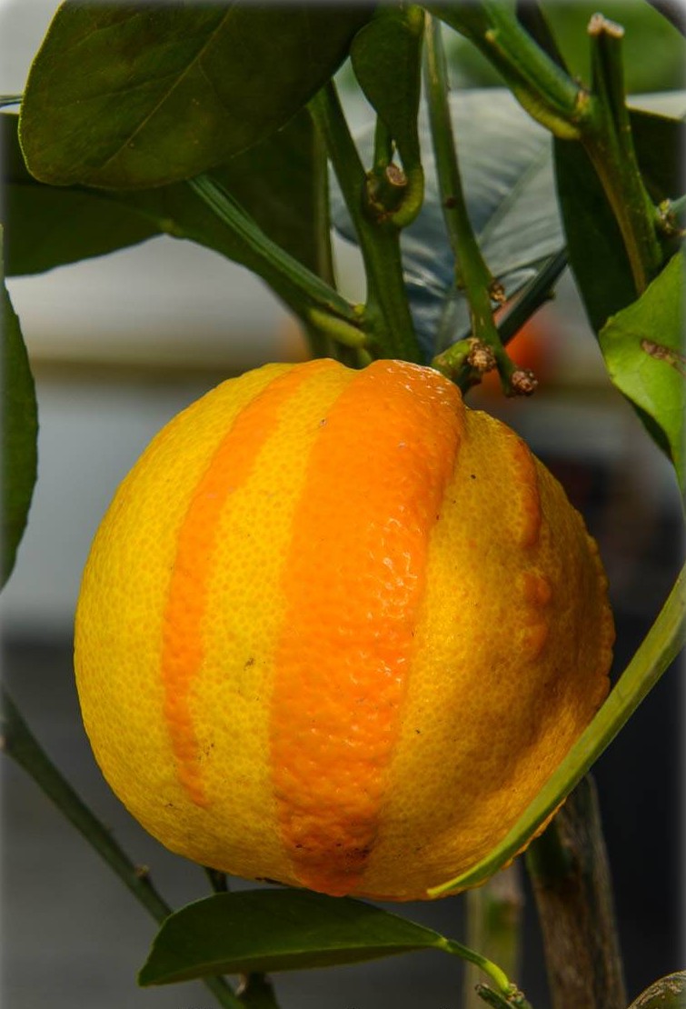 Citrus aurantium 'Fasciata' - Sour Orange, Seville-Orange