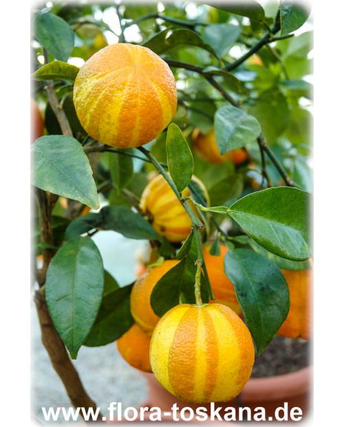 Citrus aurantium 'Fasciata' - Deutsche Landsknechtshose | Pomeranze | Bitterorange