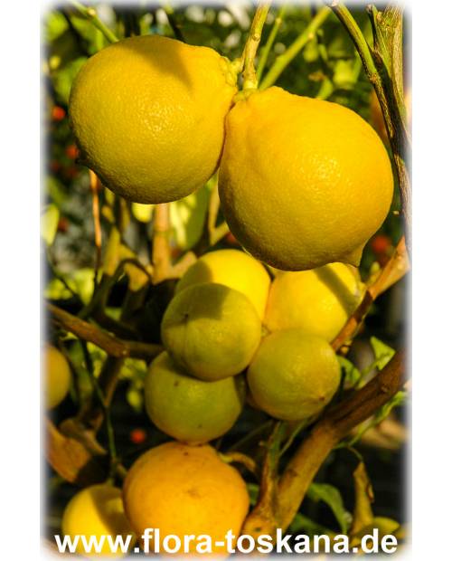 Citrus bergamia - Bergamot