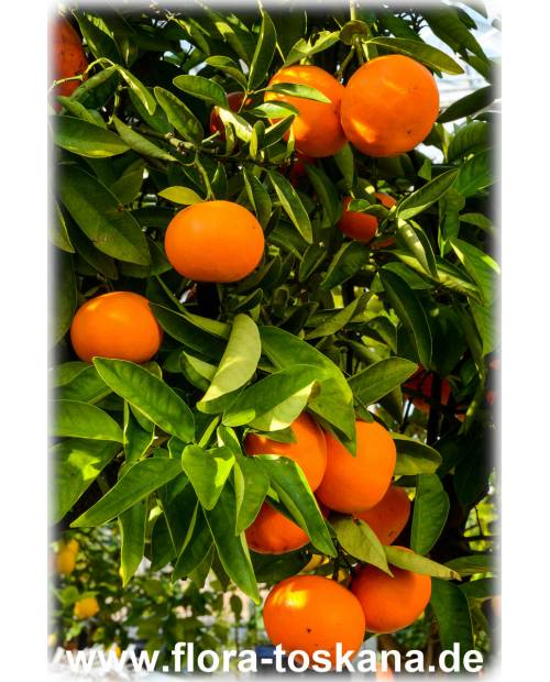Citrus clementina - Clementine (Pflanze) | Clementinenbaum