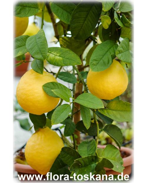 Citrus latifolia - Tahitian Lime, Persian Lime, Bears´s Lime