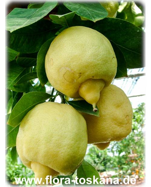Citrus limetta - Sweet Lemon, Roman Lime