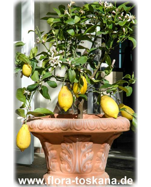 Citrus limon 'Lunario' - Lemon-Tree,
