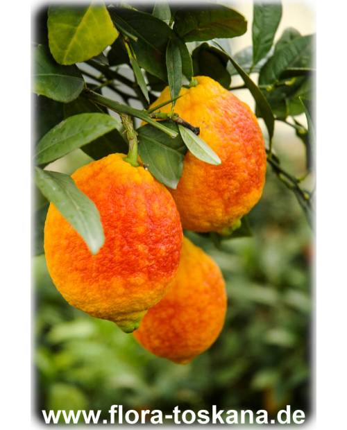 Citrus limon 'Rosso' - Rote Zitrone (Pflanze) | Zitronenbäumchen | Glühweinzitrone