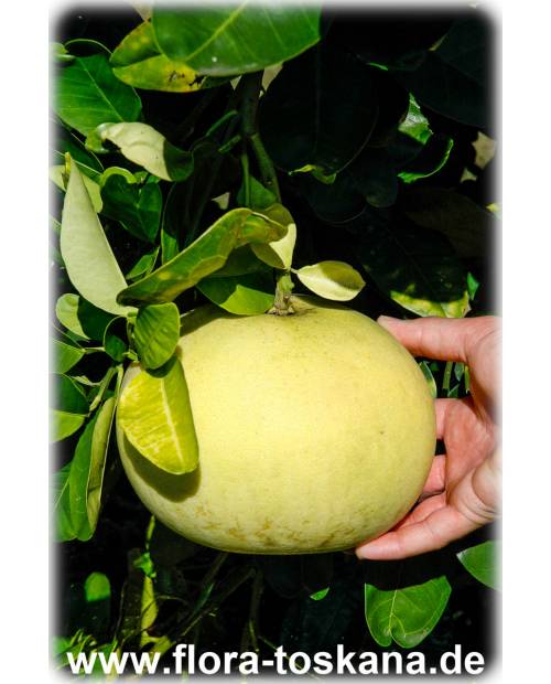 Citrus maxima - Citrus grandis - Pampelmuse (Pflanze) | Pummelo