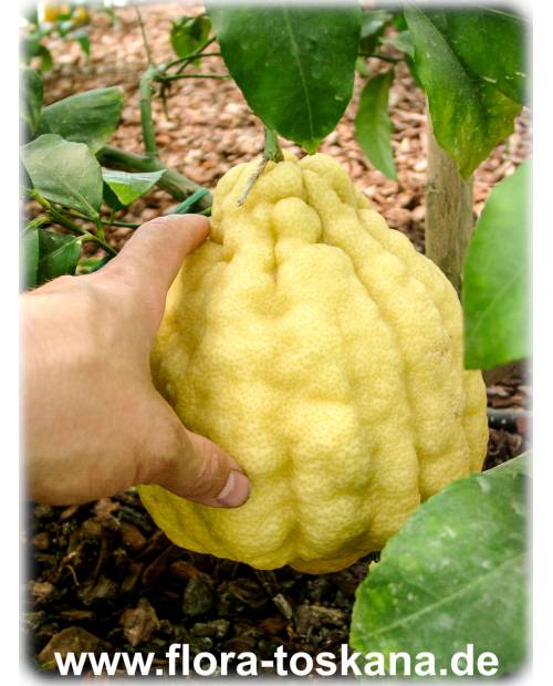 Citrus medica 'Maxima' - Giant Citron
