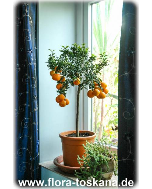 Citrus myrtifolia - Citrus aurantium var. Myrtifolia - Chinotto (Pflanze) | Duftorange