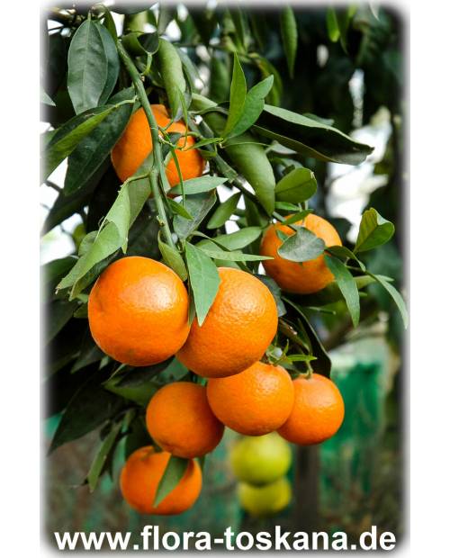 Citrus reticulata - Mandarine (Pflanze) | Mandarinenbäumchen | Mandarinenbaum