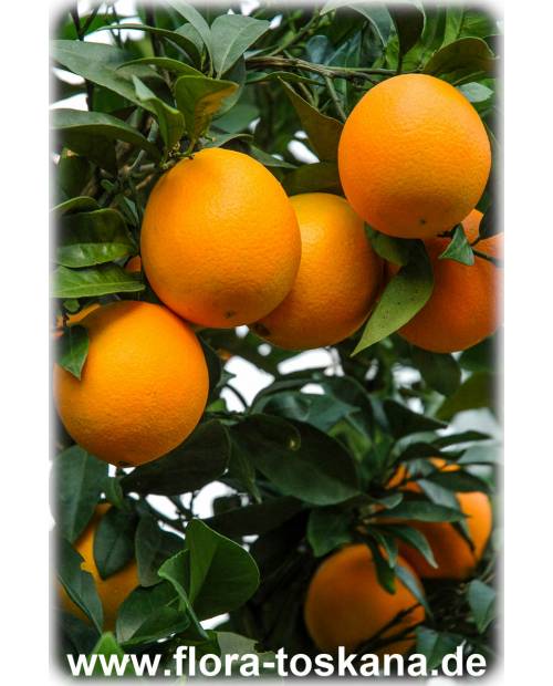 Citrus sinensis 'Navel' - Orange (Pflanze) | Orangenbäumchen | Nabel-Orange
