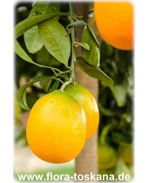 Citrus sinensis 'Ovale Calabrese' - Orange