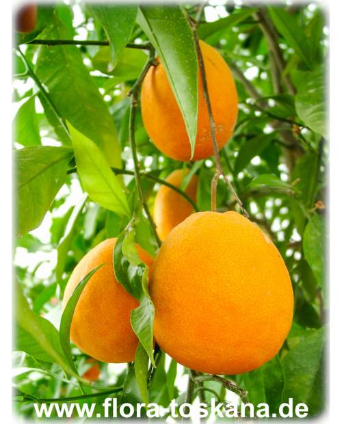 Citrus sinensis 'Tarokko' - Halbblut-Orange | Orangenbaum