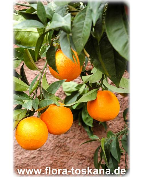 Citrus sinensis 'Valencia Late' - Orange (Pflanze) | Orangenbäumchen