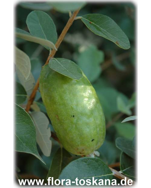 Acca sellowiana Fruchtsorten - Feijoa, Pinapple Guava, Guavasteen
