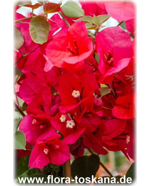 Bougainvillea spectabilis 'Rot' - Rote Bougainvillea | Drillingsblume