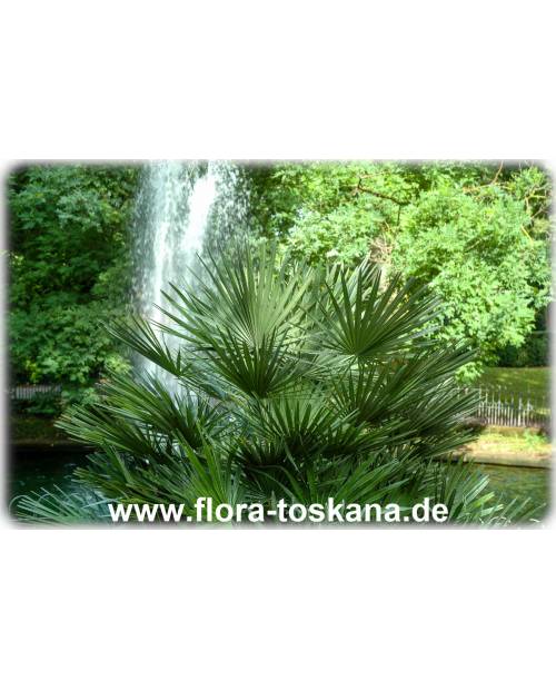 Palmier Chamaerops Humilis  Jardinerie Ferriere Fleurs