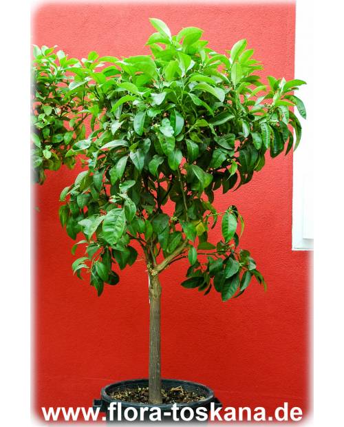 Citrus bergamia XXL - Bergamotte (Pflanze)