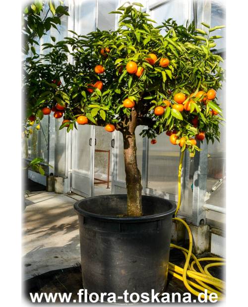 Citrus clementina XXL - Clementine