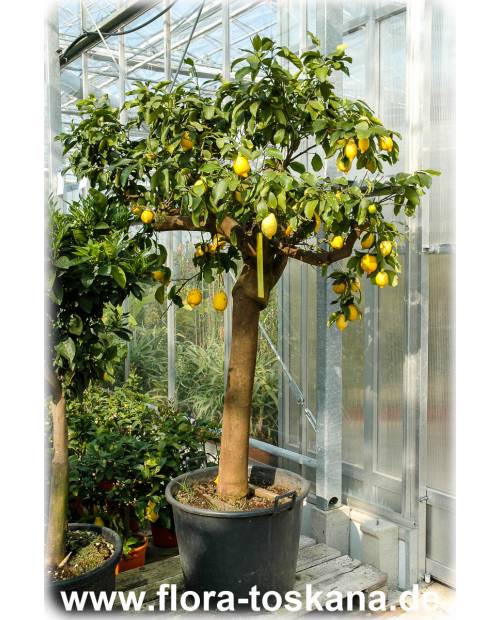 Citrus limon 'Lunario' XXL - Zitrone (Pflanze), Vier-Jahreszeiten-Zitrone, Zitrone, Zitronenbäumchen, Zitronenbaum