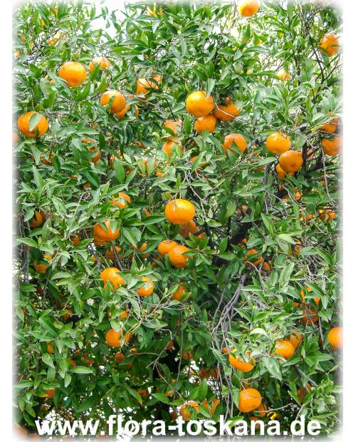 Citrus reticulata XXL - Mandarine (Pflanze), Mandarinenbäumchen, Mandarinenbaum