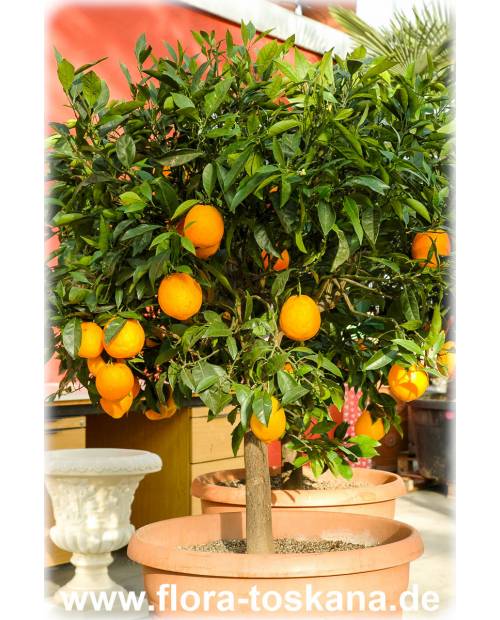 Citrus sinensis 'Navel' XXL - Orange (Pflanze), Orangenbäumchen, Nabel-Orange