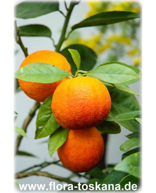 Citrus sinensis 'Sanguinello' XXL - Blut-Orange (Pflanze) | Orangenbäumchen