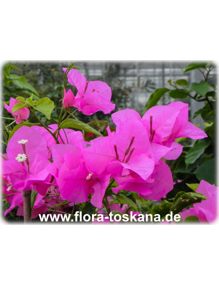 Bougainvillea spectabilis 'Killie Campbell' - Bougainvillea | FLORA TOSKANA