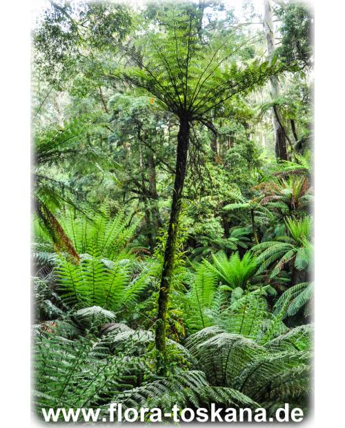 Cyathea australis - Rough Tree Fern | FLORA TOSKANA