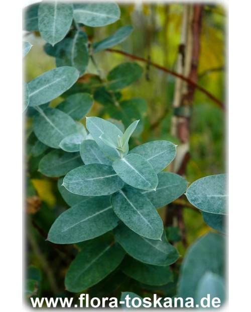 Eucalyptus globulus - Eucalyptus
