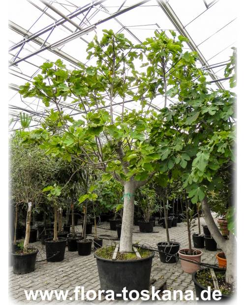 Ficus carica (grüne Früchte) XXL - Grüne Feigen (Pflanzen), Echte Feigen, Feigenbäume, Fruchtfeigen
