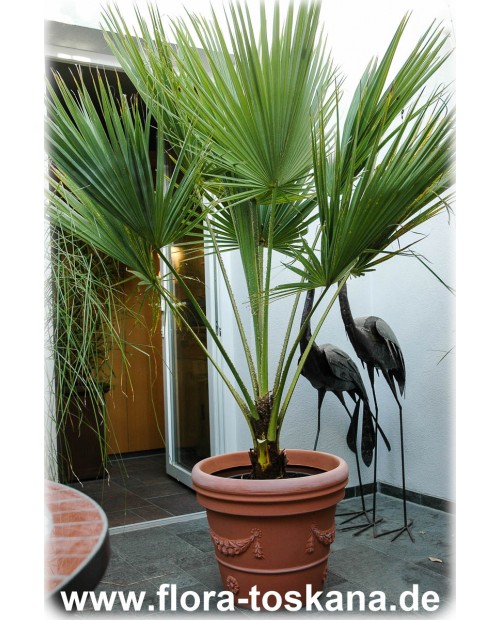 Brahea edulis - Guadelupe Palm