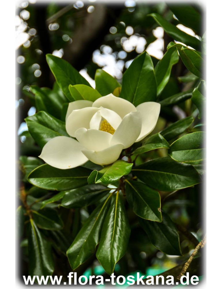 Magnolia grandiflora (Strauch) XXL - Southern Magnolia (Shrub) | FLORA  TOSKANA