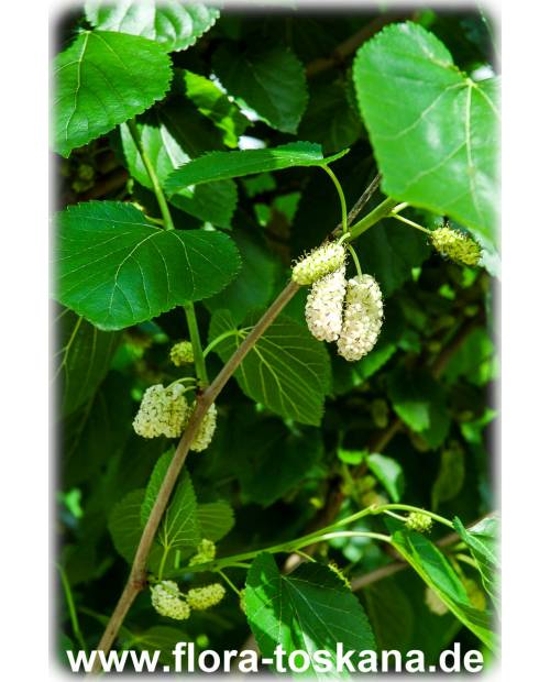 Morus alba - White Mulberry