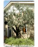 Olea europaea - Olive (Pflanze), Olivenbaum, Echter Ölbaum