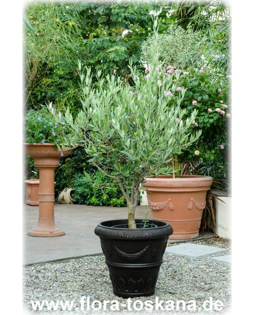 Olea europaea - Olive (Pflanze) | Olivenbaum | Echter Ölbaum