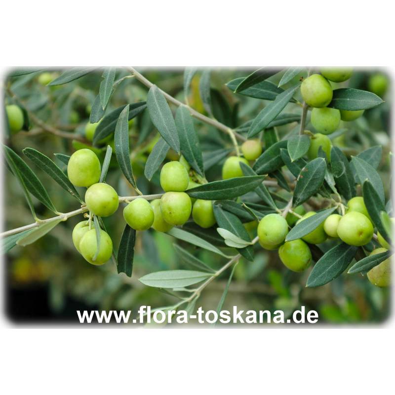 Olive branch (Olea europeae), Rosemary Labella Lucca