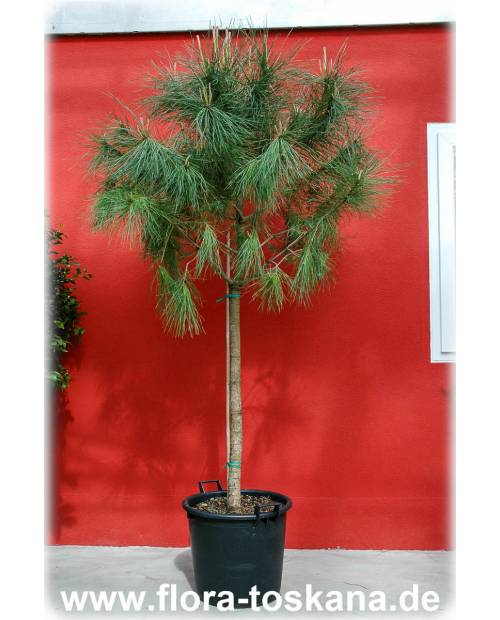 Pinus pinea - Pinie | Schirm-Pinie | Mittelmeer-Kiefer | Italienische Steinkiefer
