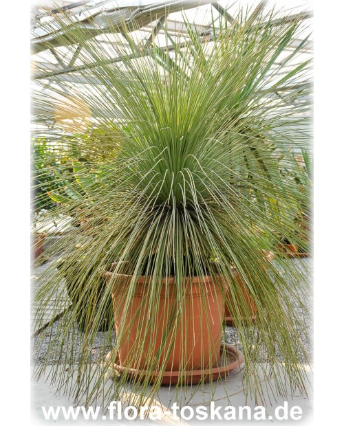 Dasylirion longissimum - Mexican Grass Tree, Bear Grass, Desert Spoon